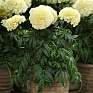 Бархатцы прямостоячие (Tagetes erecta)