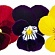 Виола рогатая