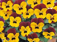 Виола рогатая