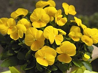 Виола рогатая
