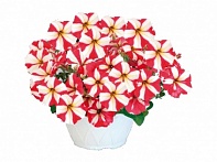 Петуния ампельная гибридная