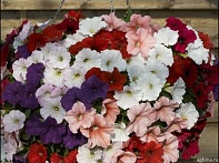 Петуния ампельная гибридная
