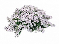Петуния ампельная гибридная