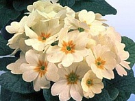 Примула бесстебельная