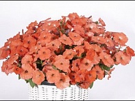 Петуния ампельная гибридная
