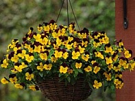 Виола виттрока ампельная