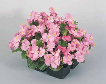 Бегония вечноцветущая (зеленая листва) (Begonia semperflorens)