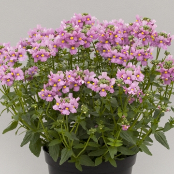 Немезия лазоревая (Nemesia foetens)