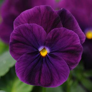 Виола рогатая (Viola cornuta)