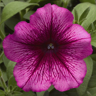 Петуния многоцветковая (Petunia multiflora)