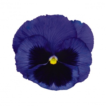 Виола виттрока (Viola wittrockiana)