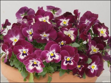 Виола гибридная (Viola wittrockiana x cornuta)
