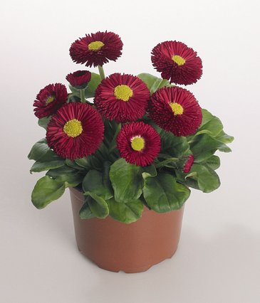 Маргаритка многолетняя (Bellis perennis)