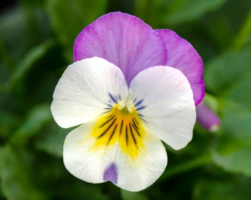 Виола рогатая (Viola cornuta)