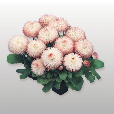 Маргаритка многолетняя (Bellis perennis)