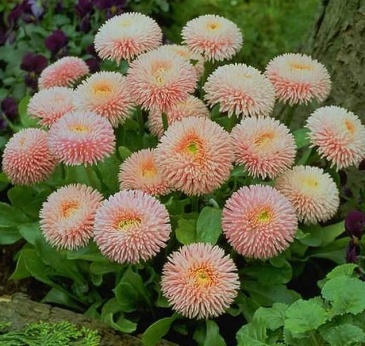 Маргаритка многолетняя (Bellis perennis)