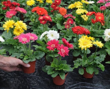 Гербера Джеймсона (Gerbera jemesonii)