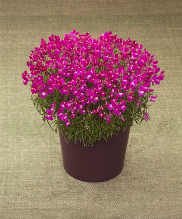 Льнянка марокканская (Linaria maroccana)