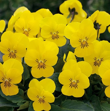 Виола рогатая (Viola cornuta)
