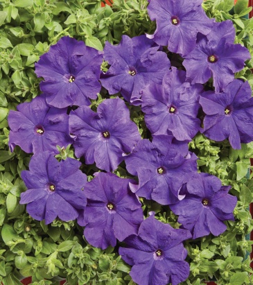 Петуния крупноцветковая (Petunia grandiflora)