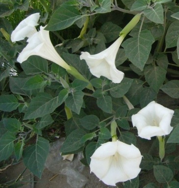 Дурман безвредный (Datura metelloides)