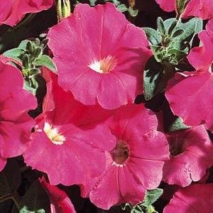 Петуния многоцветковая (Petunia multiflora)