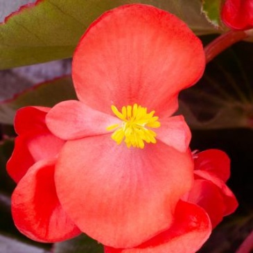 Бегония гибридная (бронзовая листва) (Begonia hybrida)