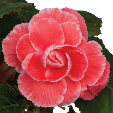 Бегония клубневая махровая (Begonia tuberhybrida)
