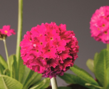 Примула мелкозубчатая (Primula denticulata)