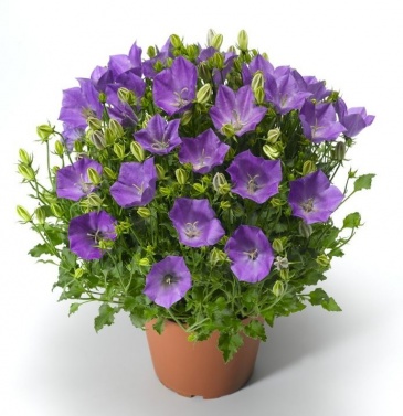 Колокольчик карпатский (Campanula carpatica)