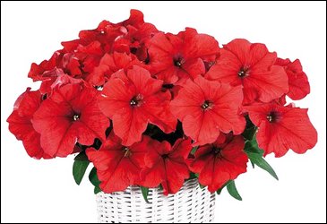 Петуния ампельная гибридная (Petunia x hybrida)