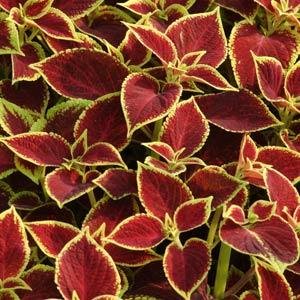 Колеус гибридный (Coleus х hybrida)