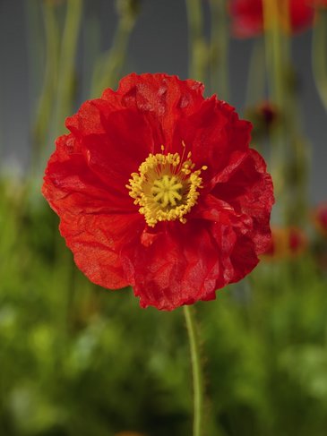 Мак голостебельный (Papaver nudicaule)