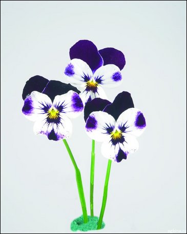 Виола гибридная (Viola wittrockiana x cornuta)
