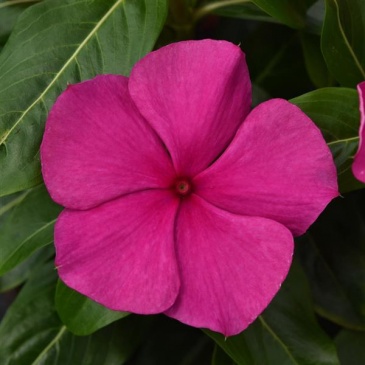 Катарантус розовый (Vinca rosea)