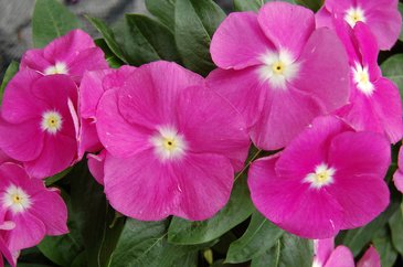 Катарантус розовый (Vinca rosea)