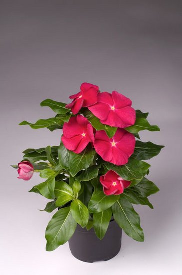 Катарантус розовый (Vinca rosea)