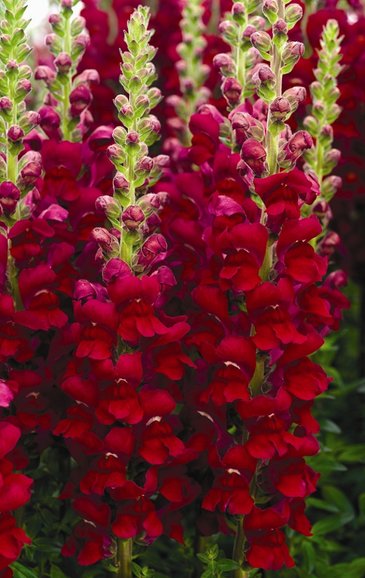 Львиный зев (Антирринум) большой (Antirrhinum majus)