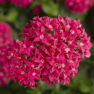 Пентас ланцетовидный (Pentas lanceolata)