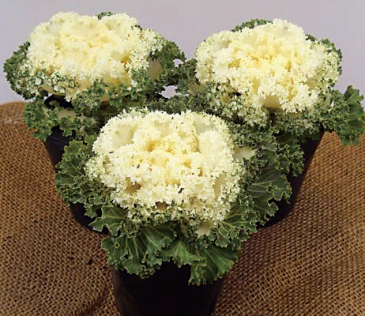 Декоративная капуста (Brassica oleracea)