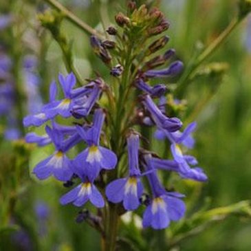 Лобелия сильная (Lobelia valida)