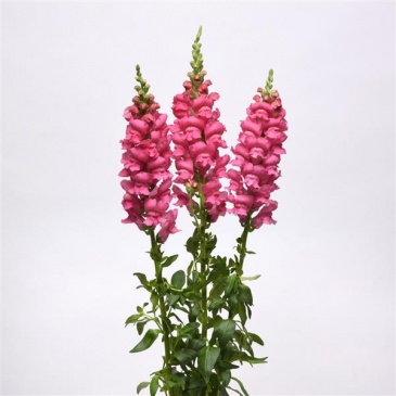Львиный зев (Антирринум) большой (Antirrhinum majus)