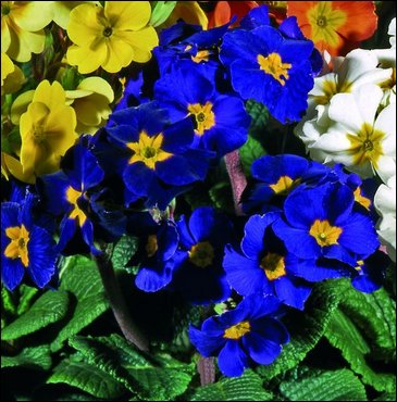 Примула полиантовая (многоцветковая) (Primula polyanthus)