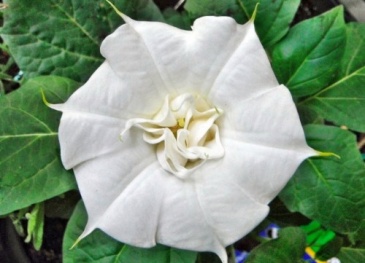 Дурман индийский (Datura metel)
