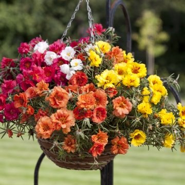 Портулак крупноцветковый (Portulaca grandiflora)