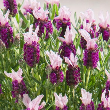 Лаванда стэхадская (Lavandula stoechas)
