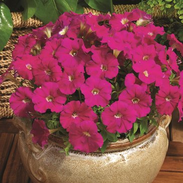 Петуния мелкоцветковая (Petunia milliflora)