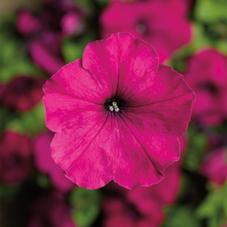 Петуния многоцветковая (генетически компактная) (Petunia multiflora)