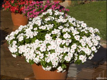 Катарантус розовый (Vinca rosea)
