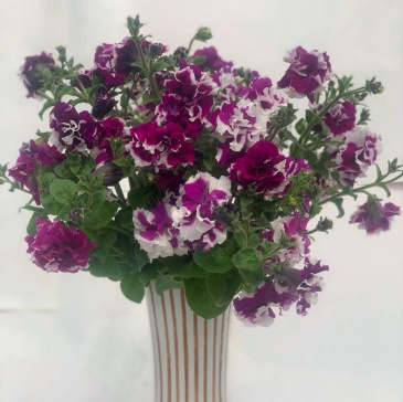 Петуния крупноцветковая махровая (Petunia grandiflora)
